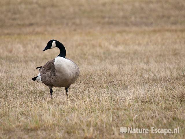 Canadese gans, infiltratiegebied NHD Castricum 2 270310