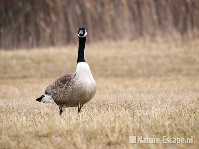 Canadese gans, infiltratiegebied NHD Castricum 3 270310