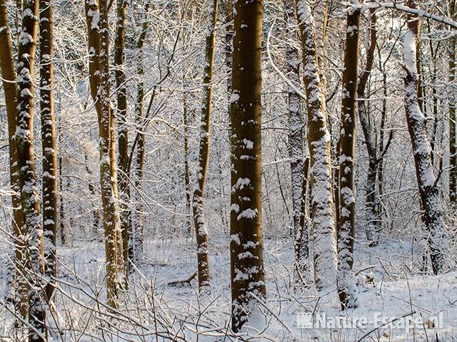 Esdoorns, stammen gedeeltelijk met sneeuw bedekt, NHD Heemskerk 1 300110