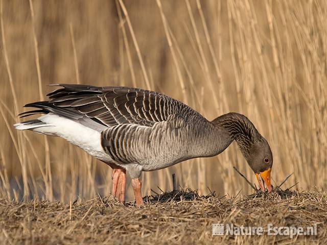 Grauwe gans, foeragerend, infiltratiegebied NHD Castricum 1 200310