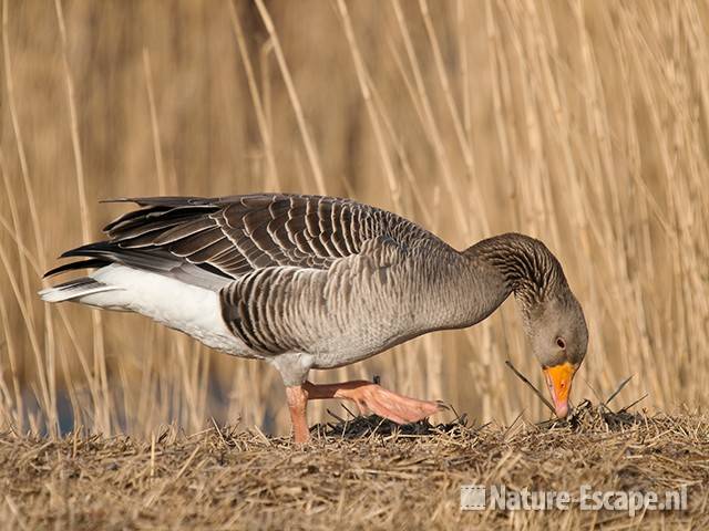 Grauwe gans, foeragerend, infiltratiegebied NHD Castricum 2 200310