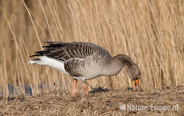 Grauwe gans, foeragerend, infiltratiegebied NHD Castricum 4 200310