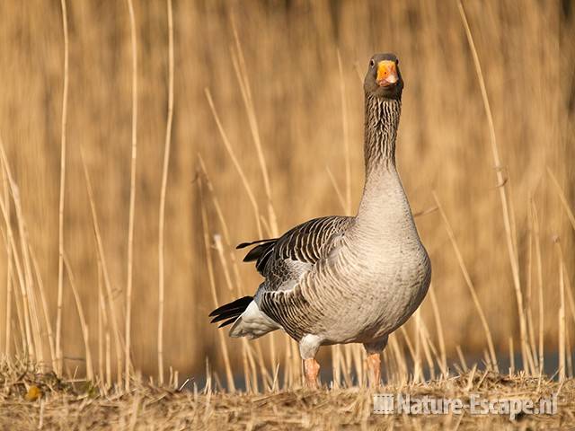 Grauwe gans, infiltratiegebied NHD Castricum 1 200310