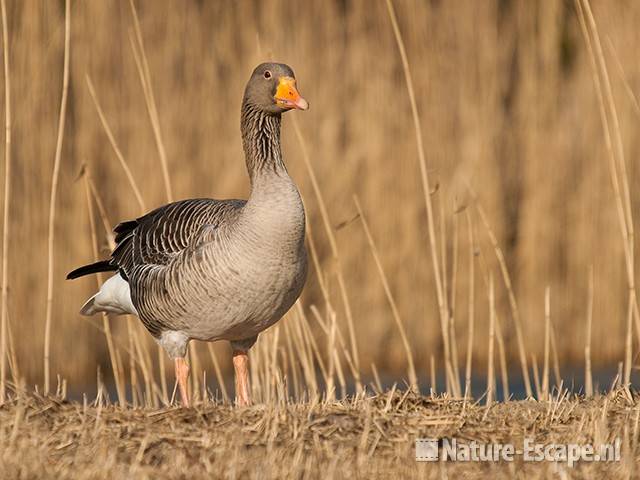 Grauwe gans, infiltratiegebied NHD Castricum 2 200310