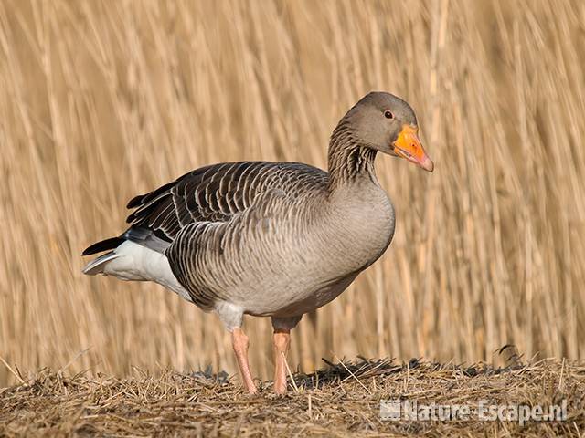 Grauwe gans, infiltratiegebied NHD Castricum 3 200310