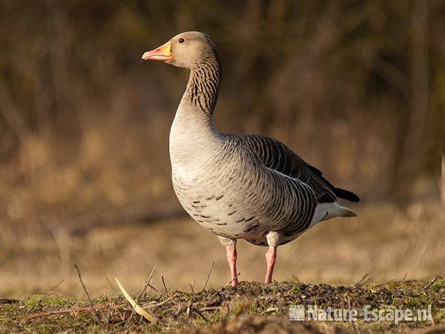 Grauwe gans, infiltratiegebied NHD Castricum 4 200310