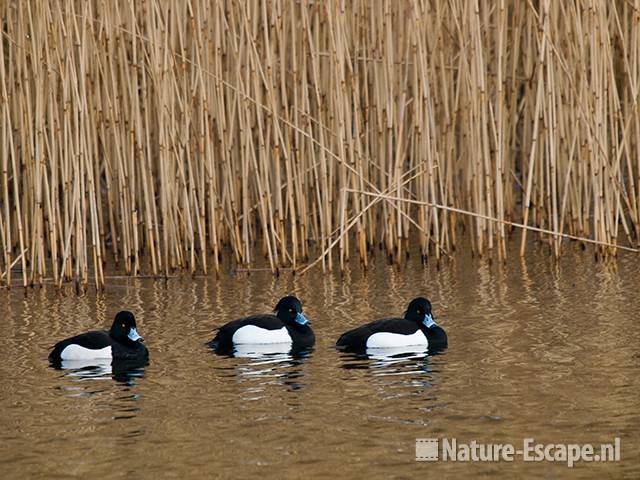 Kuifeenden, woerden, AWD1 230210