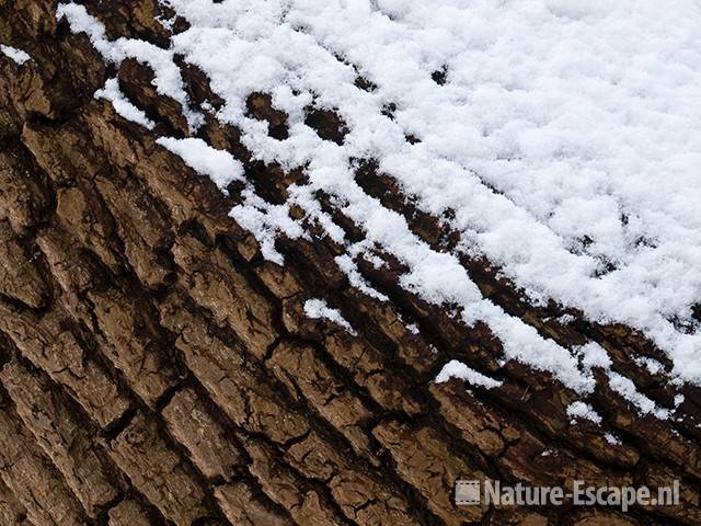 Populier, bast, gedeeltelijk bedekt met sneeuw, NHD Heemskerk 1 300110