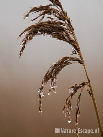 Riet, rietpluim met druppels door mist, Zwmp1 060210