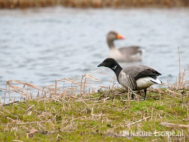 Rotgans, foeragerend, infiltratiegebied NHD Castricum 1 270310