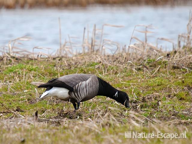 Rotgans, foeragerend, infiltratiegebied NHD Castricum 2 270310