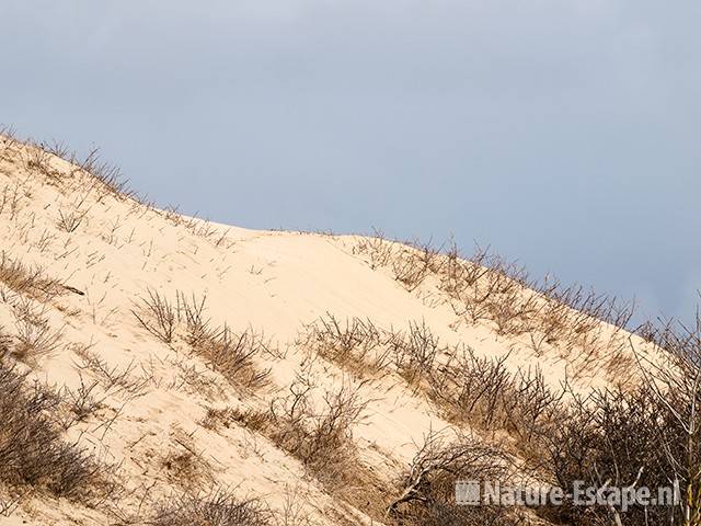 Wandelend duin, stuifduin, AWD1 130310