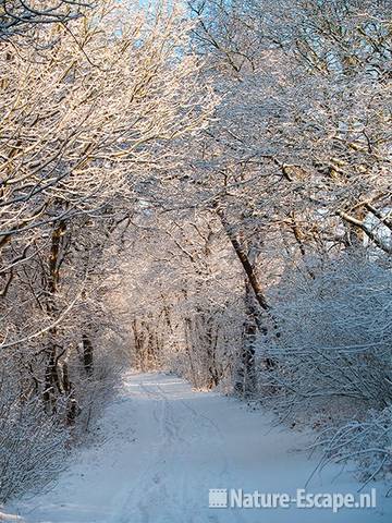 Wandelpad, sneeuw, NHD Heemskerk 3 300110