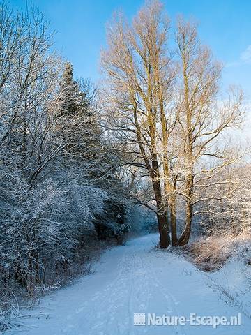 Wilg langs wandelpad NHD Heemskerk 1 300110