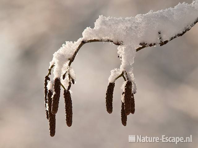 Zwarte els, mannelijke katjes met sneeuw, NHD Heemskerk 1 300110