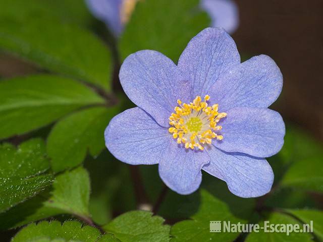 Blauwe bosanemoon, detail bloem, tB3 140410