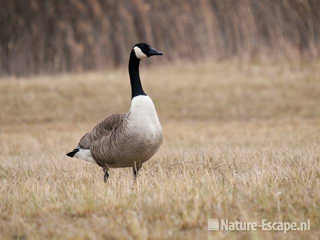 Canadese gans, infiltratiegebied NHD Castricum 1 270310