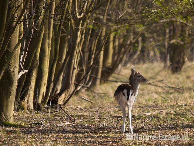 Damhert, hinde, in laantje AWD1 090410