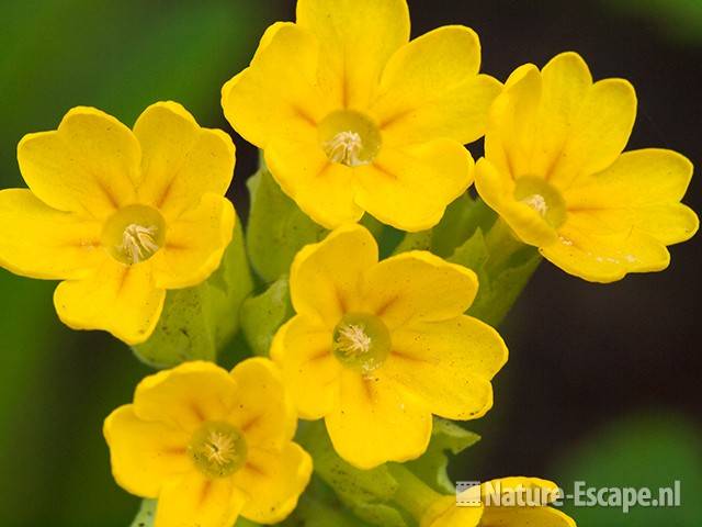 Echte sleutelbloem, gulden sleutelbloem, detail bloemen tB1 010510