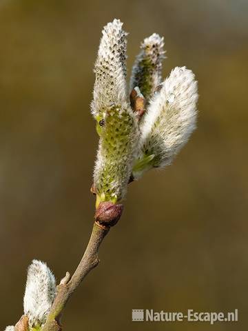 Geoorde wilg, katjes, Zwanenwater 1 020410