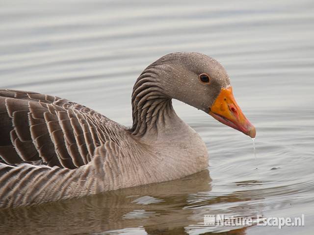 Grauwe gans, Hijm NHD Castricum 1 050410