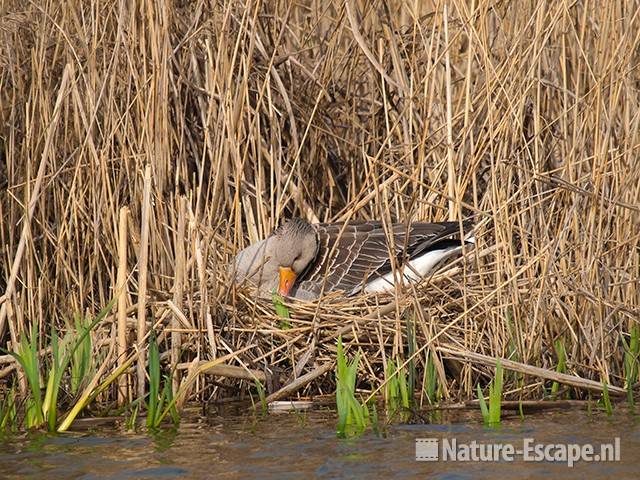 Grauwe gans, op nest, Zwanenwater 1 020410