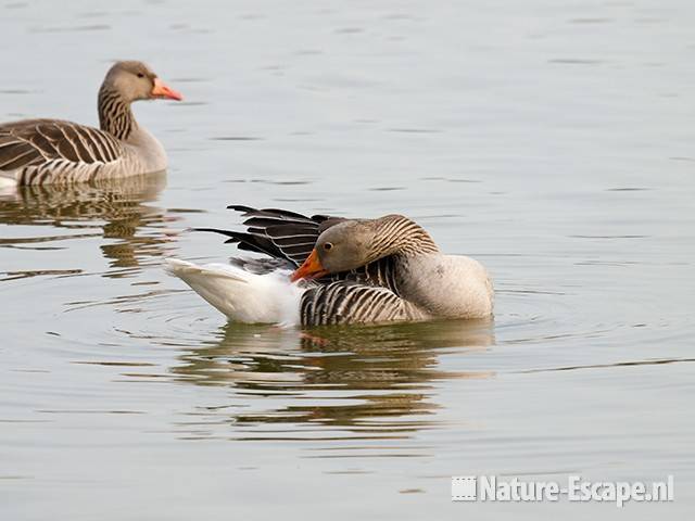 Grauwe gans, poetsend, Hijm NHD Castricum 1 050410