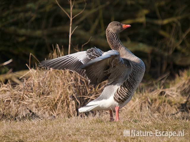 Grauwe gans, vleugels uitslaand, Zwanenwater 1 020410