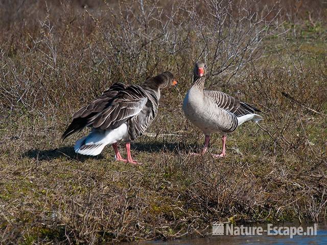 Grauwe ganzen, een veren uitschuddend, Vogelmeer NPZk 170410