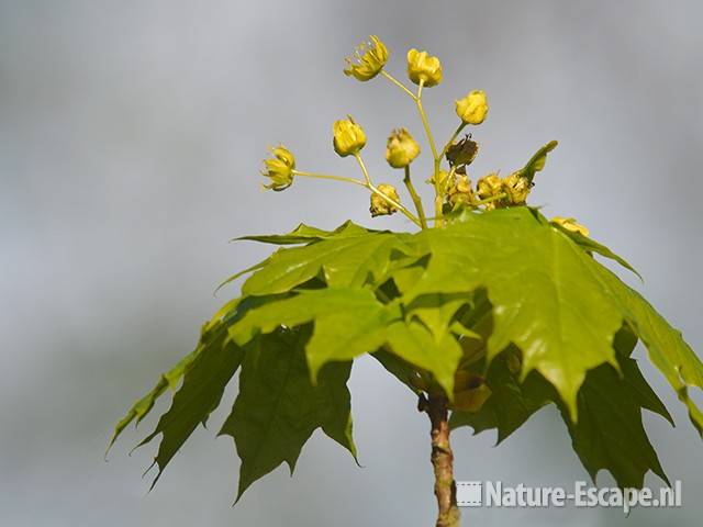 Noorse esdoorn, jong blad en bloemen, NHD Castricum 1 300410