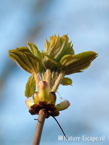 Paardenkastanje, jong blad, AWD1 090410