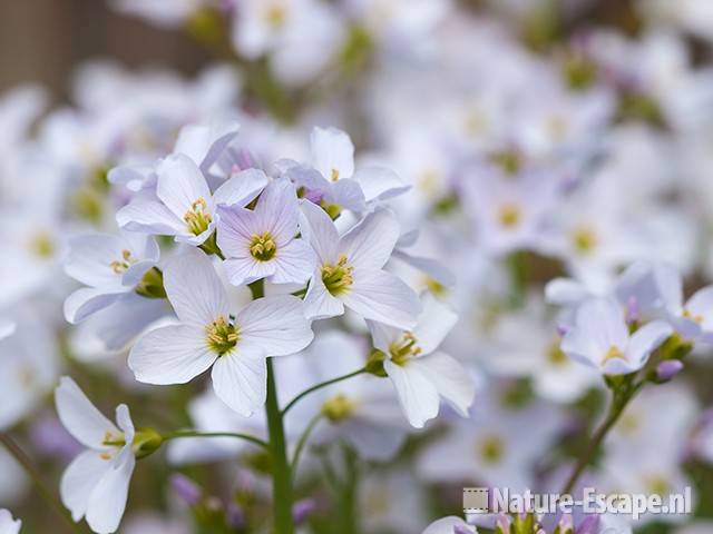 Pinksterbloem, bloemen, tB1 140410