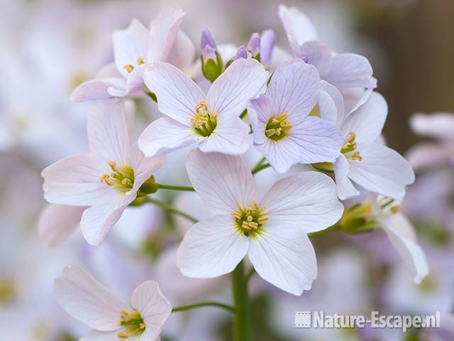 Pinksterbloem, bloemen, tB3 140410