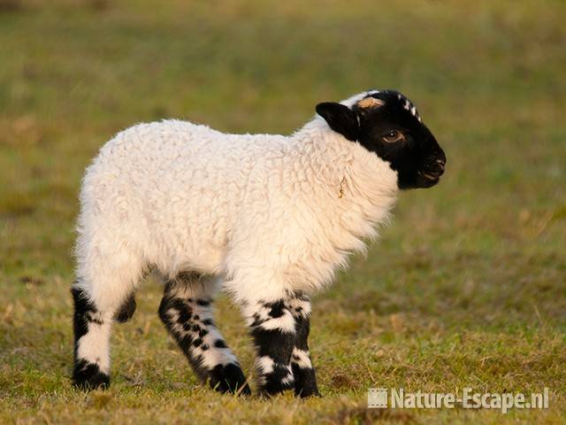 Schaap, Scottish Blackface, lam, NHD Heemskerk2 050410