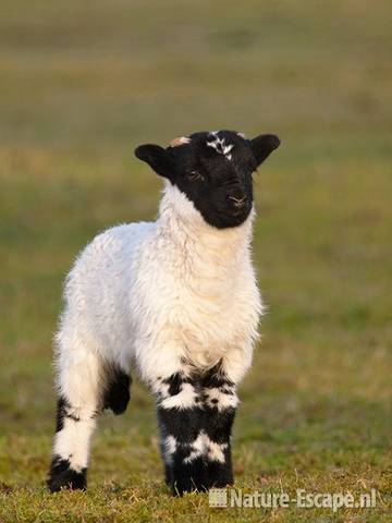 Schaap, Scottish Blackface, lam, NHD Heeskerk1 050410