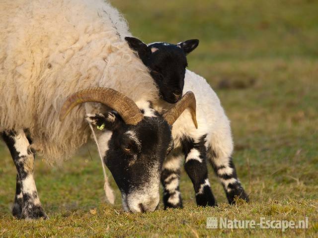 Schaap, Scottish Blackface, ooi met lam, NHD Heemskerk2 050410