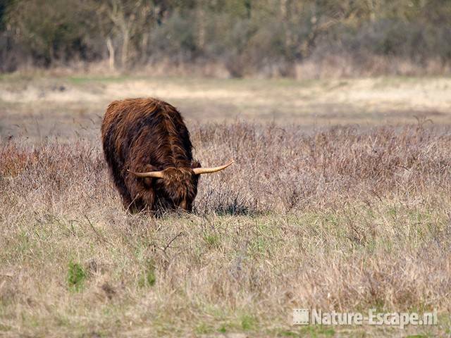 Schotse hooglander, foeragerend, Doornvlak NHD1 100410