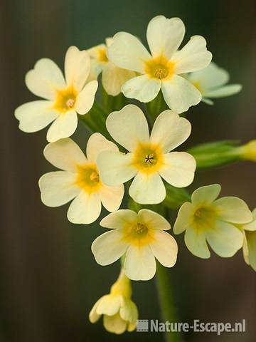 Slanke sleutelbloem, detail bloemen, tB1 140410