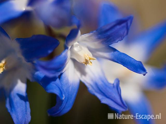 Sneeuwroem, detail bloemen, tB5 030410