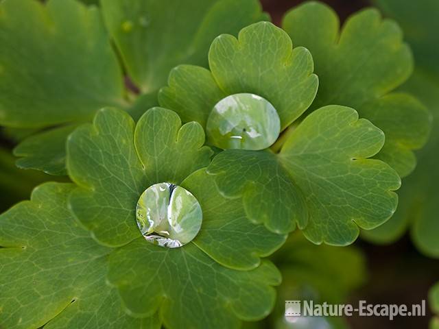 Waterdruppels op blad van akelei, tB1 030410