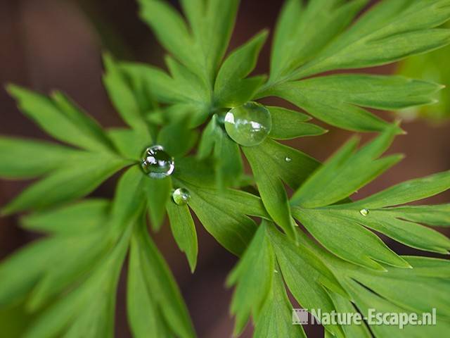 Waterdruppels op blad van Dicentra, tB1 030410