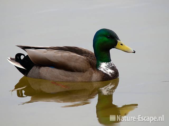 Wilde eend, woerd, Hijm NHD Castricum 1 260310