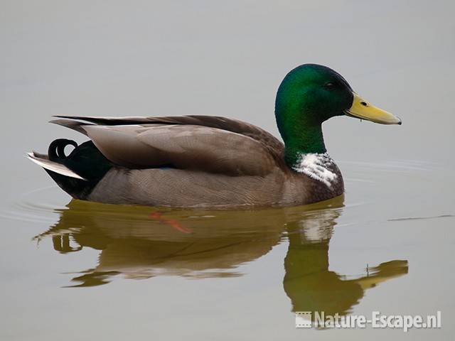 Wilde eend, woerd, Hijm NHD Castricum 2 260310