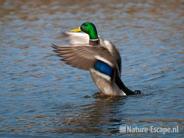 Wilde eend, woerd, vleugels uitslaand, Zwanenwater 1 020410