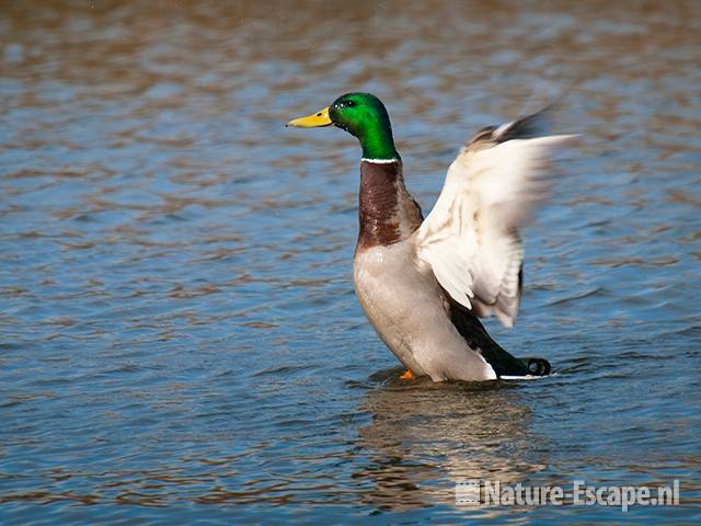 Wilde eend, woerd, vleugels uitslaand, Zwanenwater 3 020410