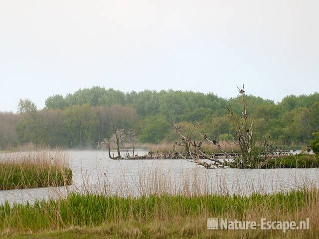 Aalscholver, aalscholverkolonie, Renbaan, AWD1 220510