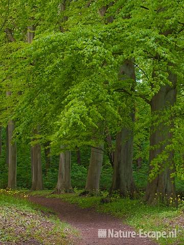 Beuk, beuken langs pad, Elswout 1 110510