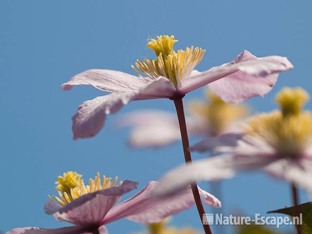 Bosrank, Clematis montana 'Mayleen', detail bloemen, tB1 240510