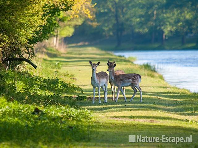 Damherten, AWD1 220510