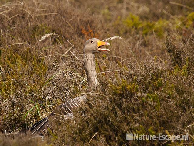 Grauwe gans, roepend tussen heidestruiken, Zww1 060510